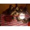 供應孔雀、七彩山雞、火雞、珍珠雞、貴妃雞、綠殼蛋雞
