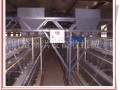 蛋雞自動化設備 龍門式上料機　全國招商－－滄州洪發畜牧機械有限公司