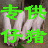 老李供應20-100斤良種仔豬和各類種豬！15896327987