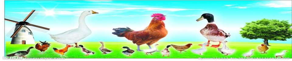 淺談家禽孵化設備的有關問題