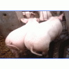 豬場大量豬仔降價供應！15896327987