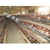 養雞籠具，雞籠，三層階梯蛋雞籠