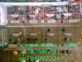 供應(yīng)4鴿子籠 6鴿子籠 12鴿子籠 16鴿子籠 鴿子運(yùn)輸籠
