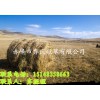 冬季畜牧過冬谷草牧草草料草塊廠家現(xiàn)貨供應(yīng)中
